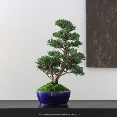 【官網限定】紀州真柏｜OWTP5025