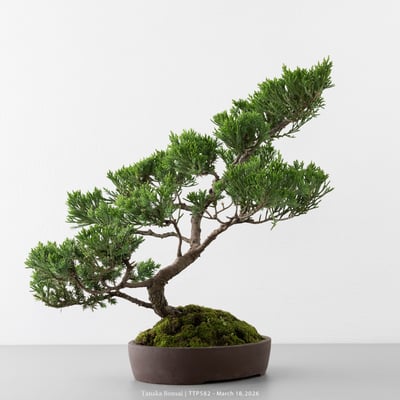 臺灣真柏｜TTP5828