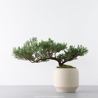 台灣真柏｜TTP5406