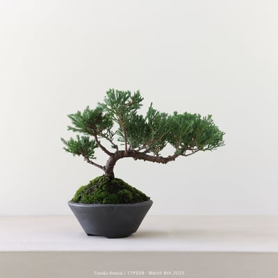 台灣真柏｜TTP5397