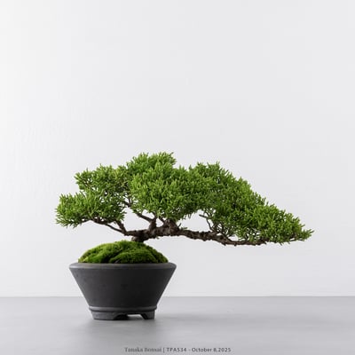 紀州真柏｜TPA5342