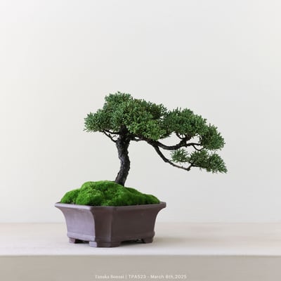 紀州真柏｜TPA5235