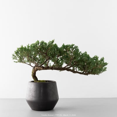 臺灣真柏｜TTP5786