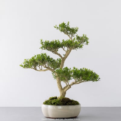 雀舌黃楊｜BHP7087