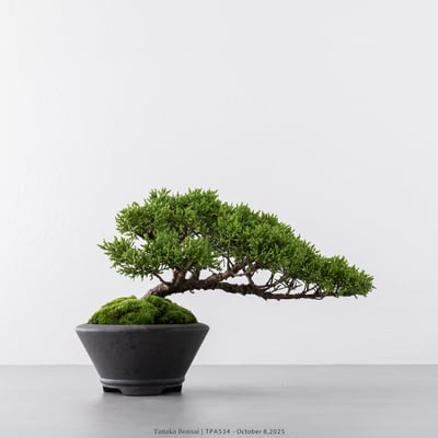 紀州真柏｜TPA5345