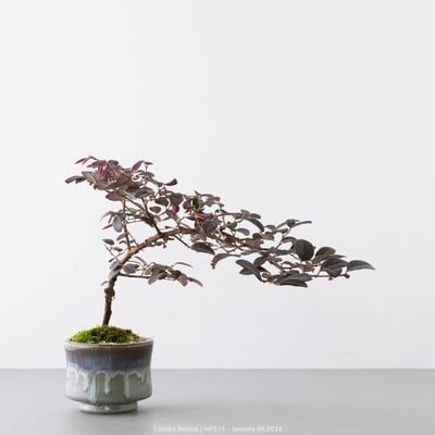 紅花繼木｜HP5157