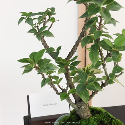 八房九重葛｜FP5177