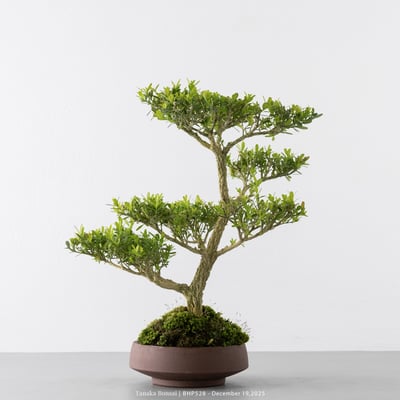 雀舌黃楊｜BHP5287