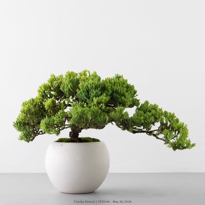珍珠柏｜SPD5468