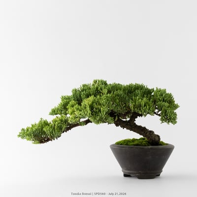 珍珠柏｜SPD5607