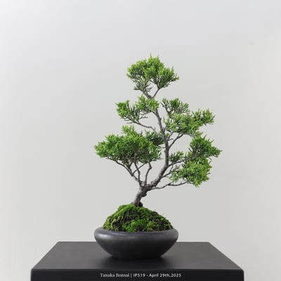 系魚川真柏｜IP5197