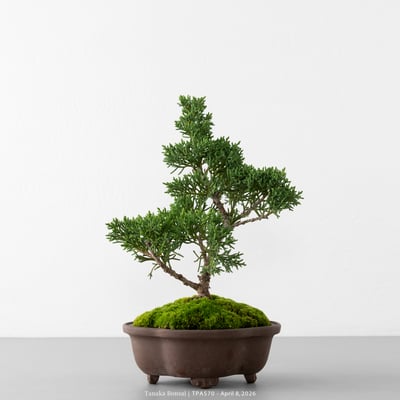 紀州真柏｜TPA5701