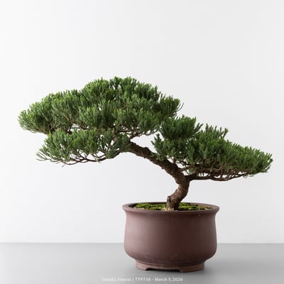 臺灣真柏｜TTP7385