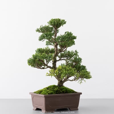 紀州真柏｜TPA5544