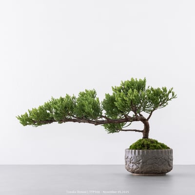 台灣真柏｜TTP5666