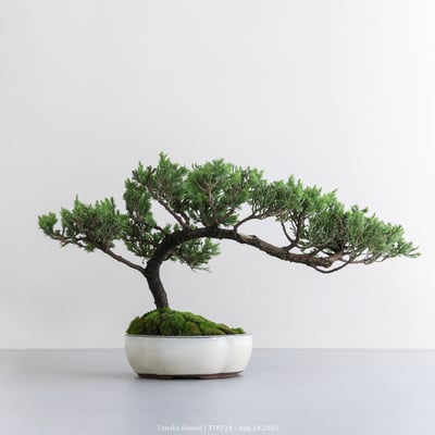 台灣真柏｜TTP7294