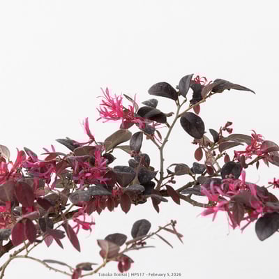 紅花繼木｜HP5173