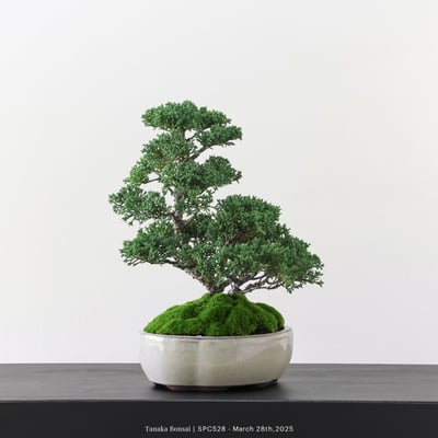 紀州真柏｜TPA5284