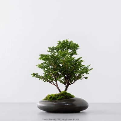 日本青檜｜COP5384