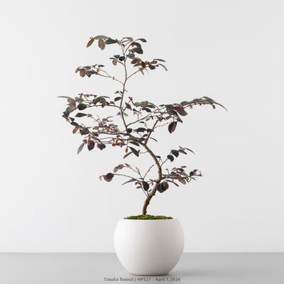 紅花繼木｜HP5211