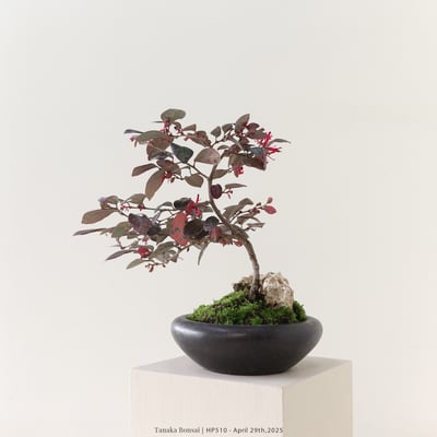 紅花繼木｜HP5104