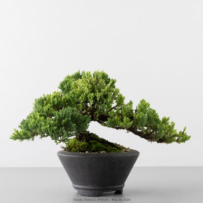 珍珠柏｜SPD5433