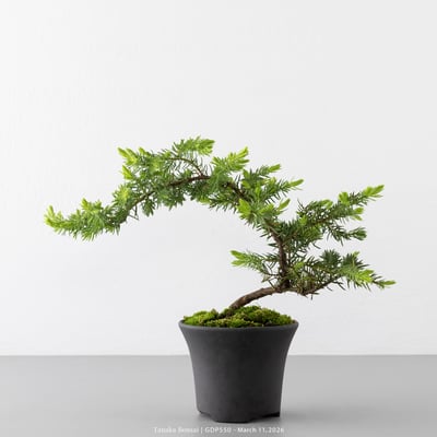 黃金杜松｜GDP5501