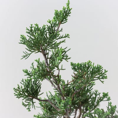 系魚川真柏｜IP5124