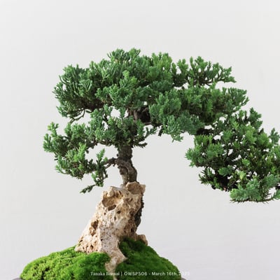 【官網限定】珍珠柏｜OWSP5062