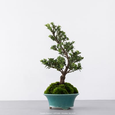 綠鑽羅漢松｜GPP5095