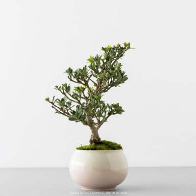 綠鑽羅漢松｜GPP5127