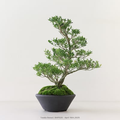 雀舌黃楊｜BHP5205