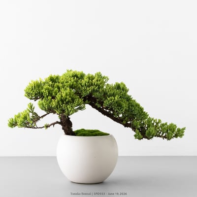 珍珠柏｜SPD5534