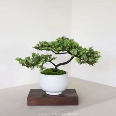 黃金杜松｜GDP5421