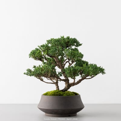 紀州真柏｜TPA5634