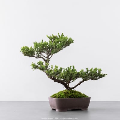 台灣真柏｜TTP5564