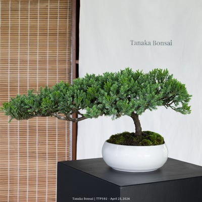 臺灣真柏｜TTP5924