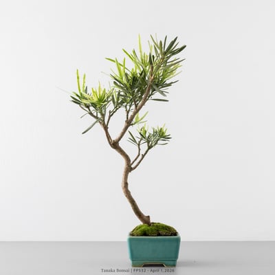 虎斑羅漢松｜FP5325