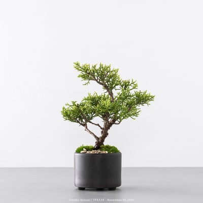 紀州真柏｜TPA5394