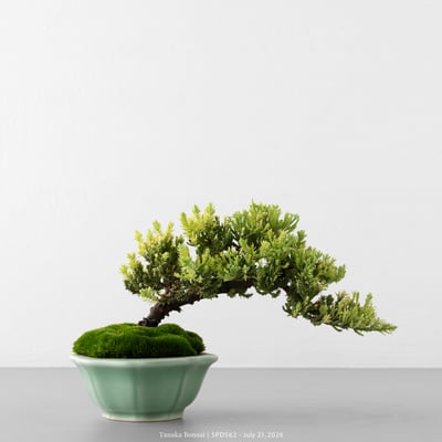 珍珠柏｜SPD5621