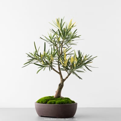 日本斑葉羅漢松｜FP5353