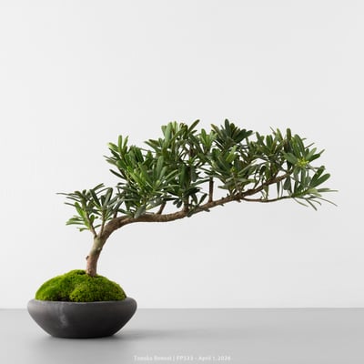 晶鑽羅漢松｜FP5333