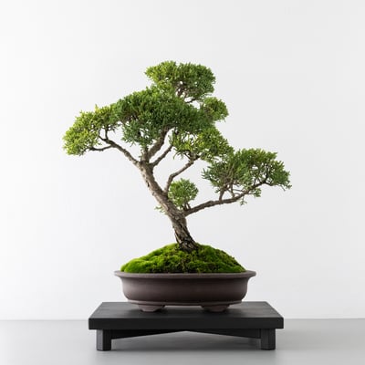 Square Wood Stand｜方形盆景陳列座12