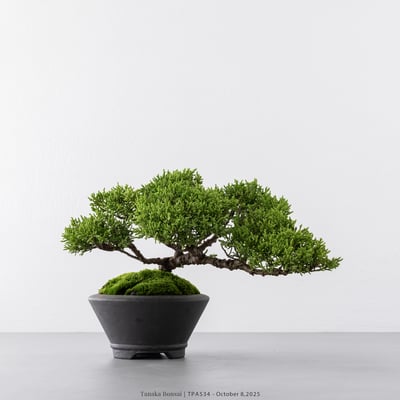 紀州真柏｜TPA5343