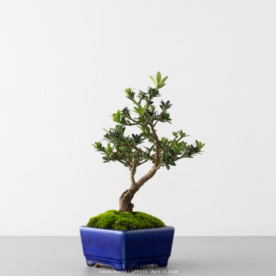 綠鑽羅漢松｜GPP5159