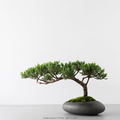 臺灣真柏｜TTP5906