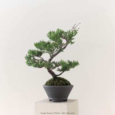 台灣真柏｜TTP5473