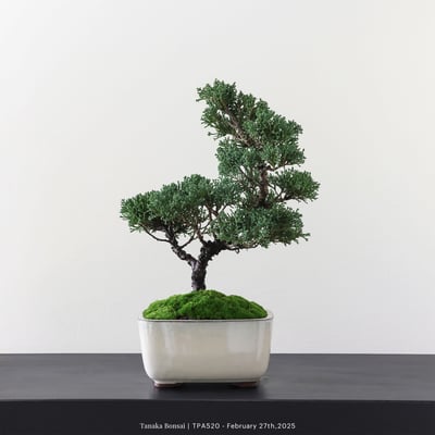 紀州真柏｜TPA5206