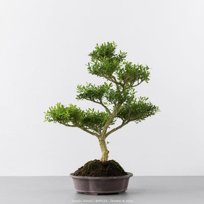 雀舌黃楊｜BHP5244