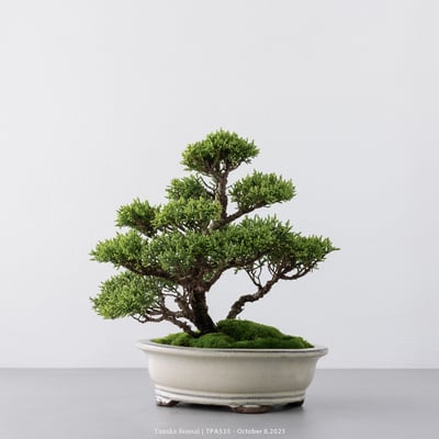 紀州真柏｜TPA5358